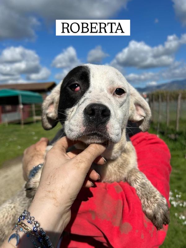 Roberta, la 3^ di 3 cucciole bellissime e monelle Foto 3