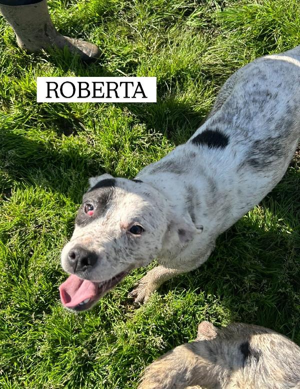 Roberta, la 3^ di 3 cucciole bellissime e monelle Foto 4