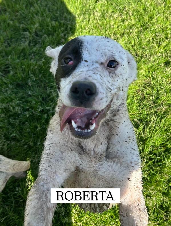 Roberta, la 3^ di 3 cucciole bellissime e monelle Foto 6