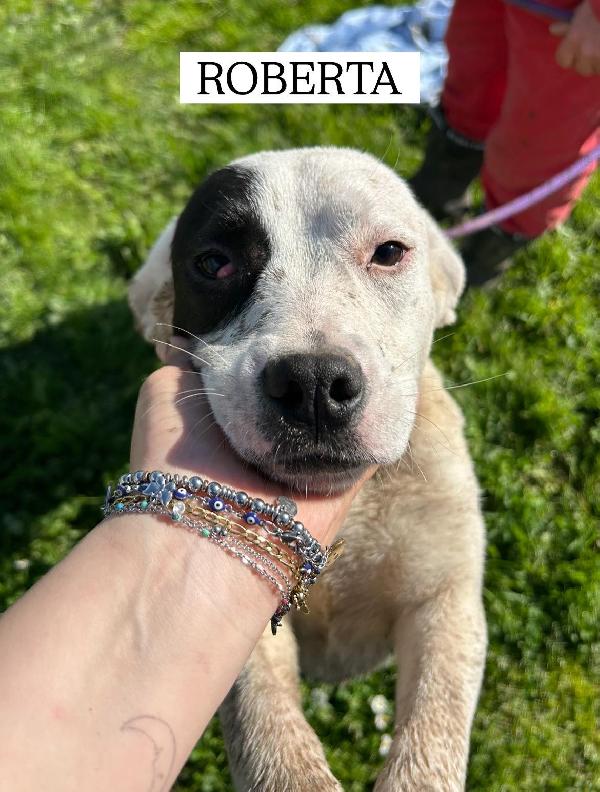 Roberta, la 3^ di 3 cucciole bellissime e monelle Foto 8