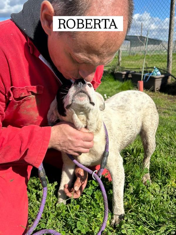 Roberta, la 3^ di 3 cucciole bellissime e monelle Foto 9