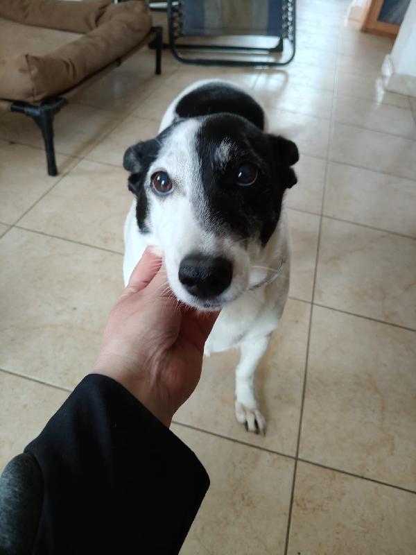 Chicco Tenero Cagnolino Cerca Casa 