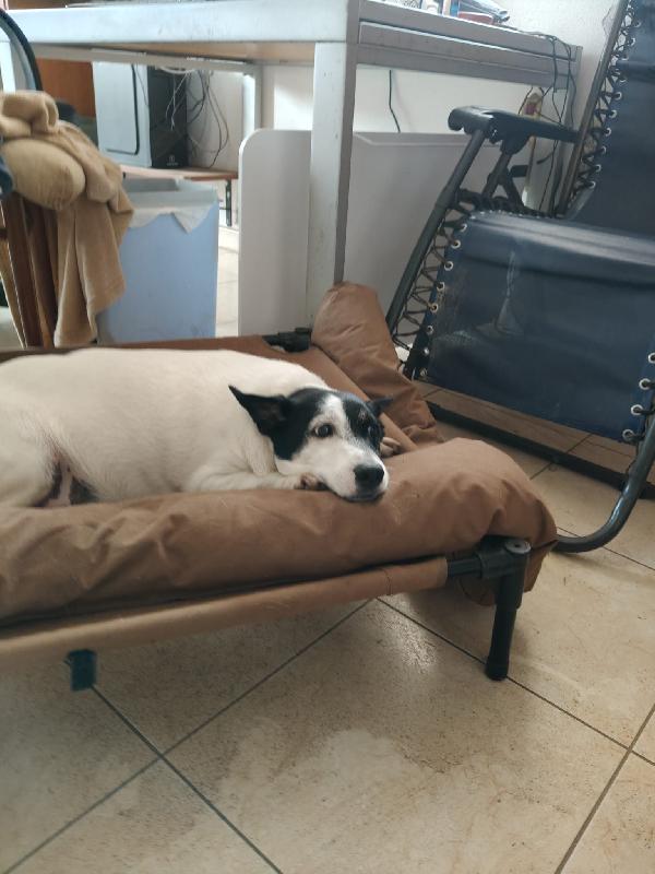 Chicco tenero cagnolino cerca casa  Foto 2