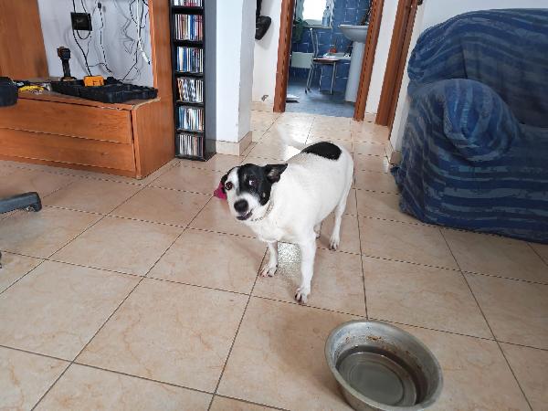 Chicco tenero cagnolino cerca casa  Foto 4