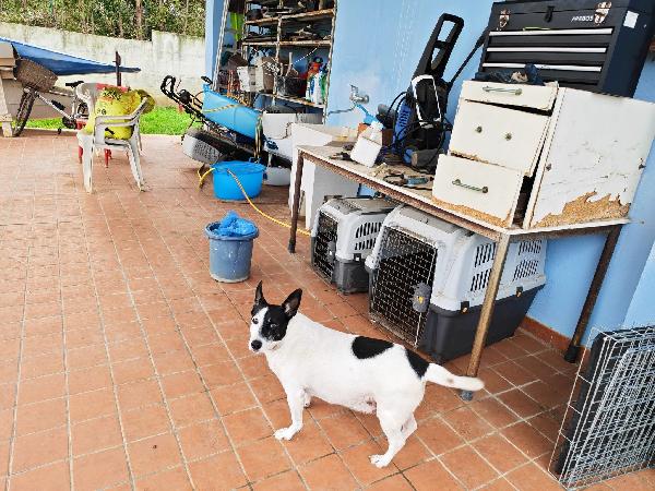 Chicco tenero cagnolino cerca casa  Foto 6
