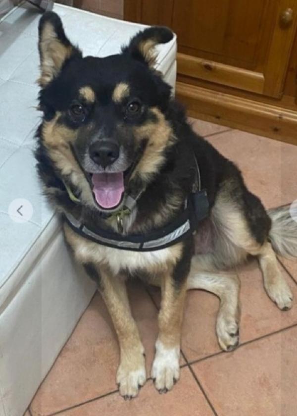 Kobe Quasi 3Anni Tg Media Rinuncia Di Proprietà! Mantova