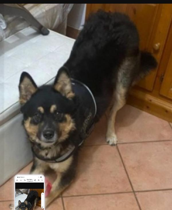 Kobe quasi 3anni tg media RINUNCIA DI PROPRIETÀ! MANTOVA Foto 2