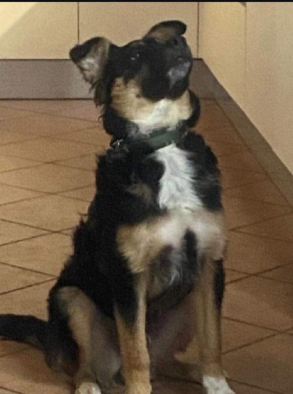 Kobe quasi 3anni tg media RINUNCIA DI PROPRIETÀ! MANTOVA Foto 3