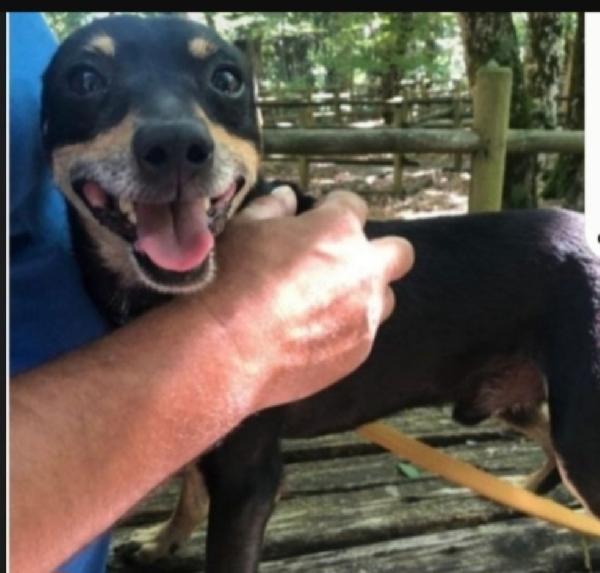 Pinscher 8anni,piccolo,NESSUNO LO VUOLE. GARGANO Foto 2