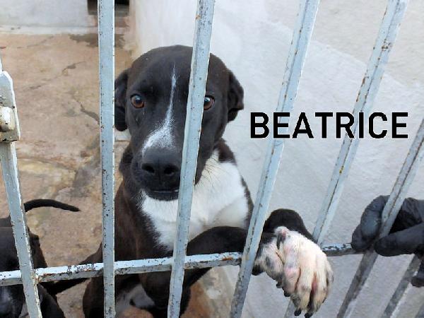 Beatrice (taglia mediopiccola) Foto 2