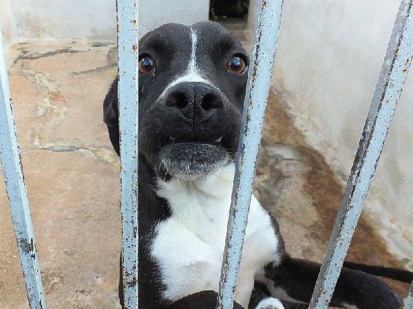 Beatrice (taglia mediopiccola) Foto 4