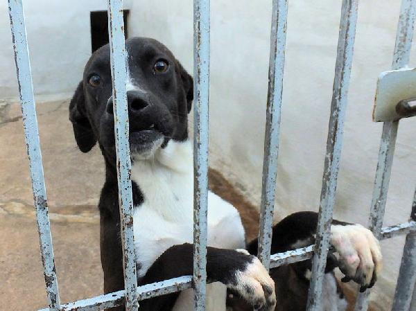 Beatrice (taglia mediopiccola) Foto 5