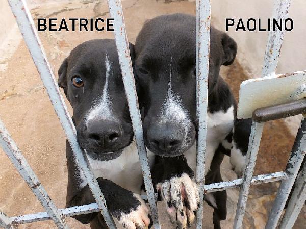 Beatrice (taglia mediopiccola) Foto 6