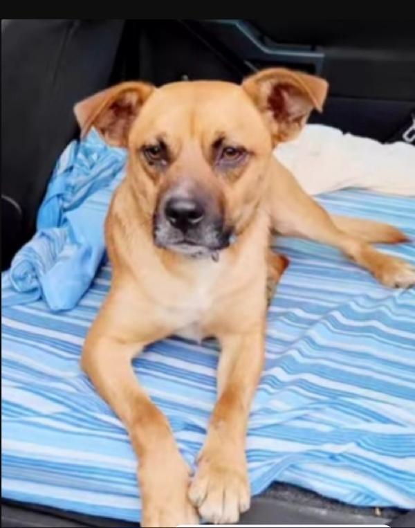 Tonino 18mesi salito al nord e rifiutato!! CALABRIA Foto 2