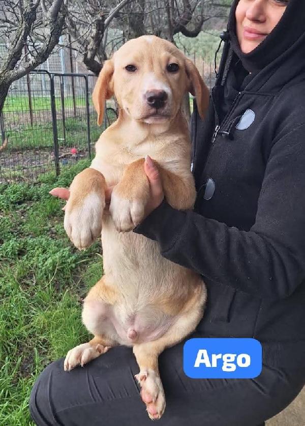 Argo 4 Mesi, Simil Labrador 