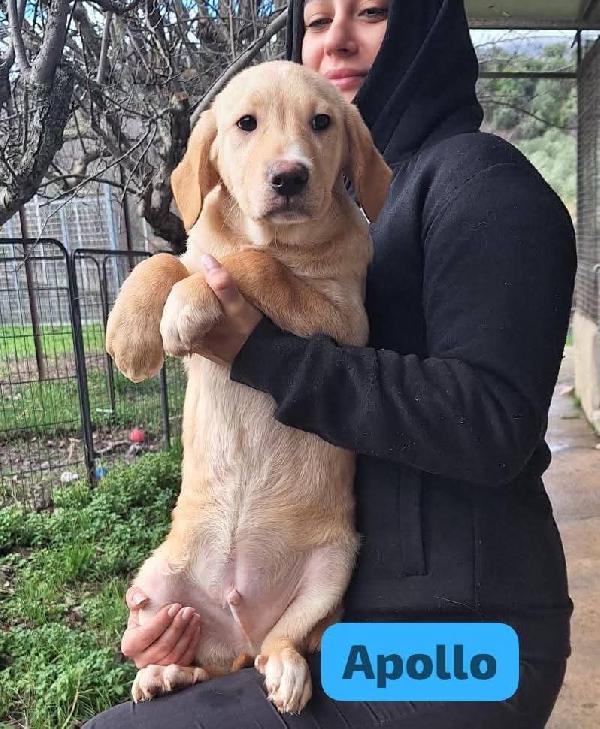 Apollo 4 Mesi, Simil Labrador