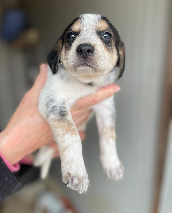 HALLEY SIRYA CELIA ELETTRA SELENE CLEMENTINA Foto 2