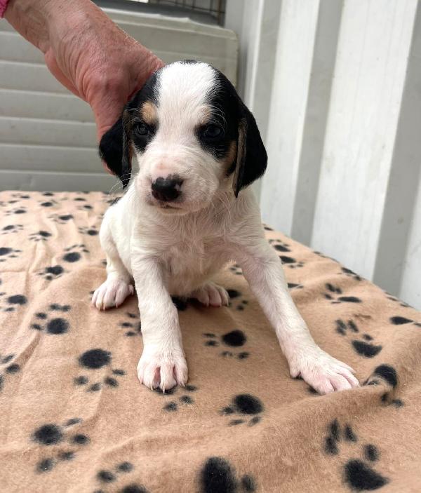 HALLEY SIRYA CELIA ELETTRA SELENE CLEMENTINA Foto 4