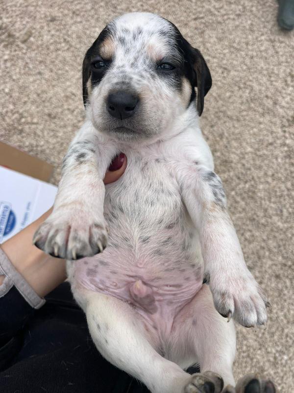 Cosmo Apollo Siryo E Leone