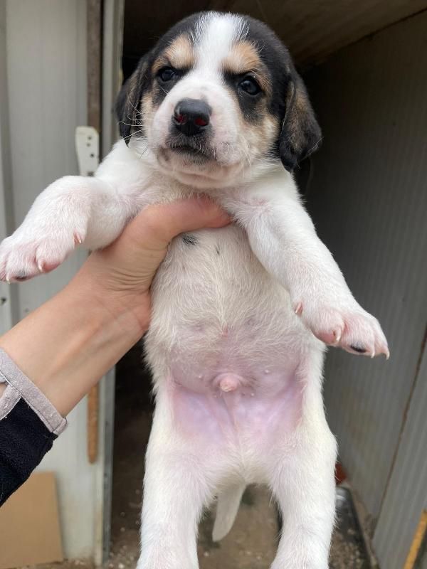 COSMO APOLLO SIRYO E LEONE Foto 4