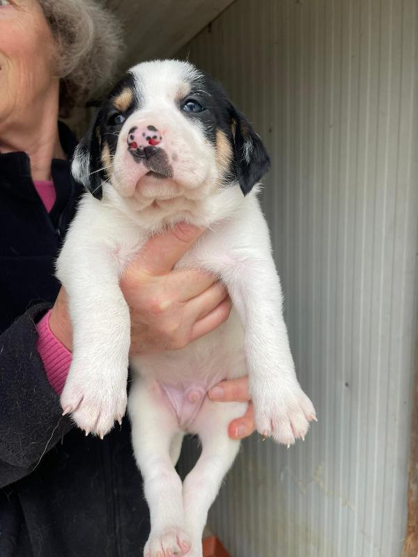 COSMO APOLLO SIRYO E LEONE Foto 7