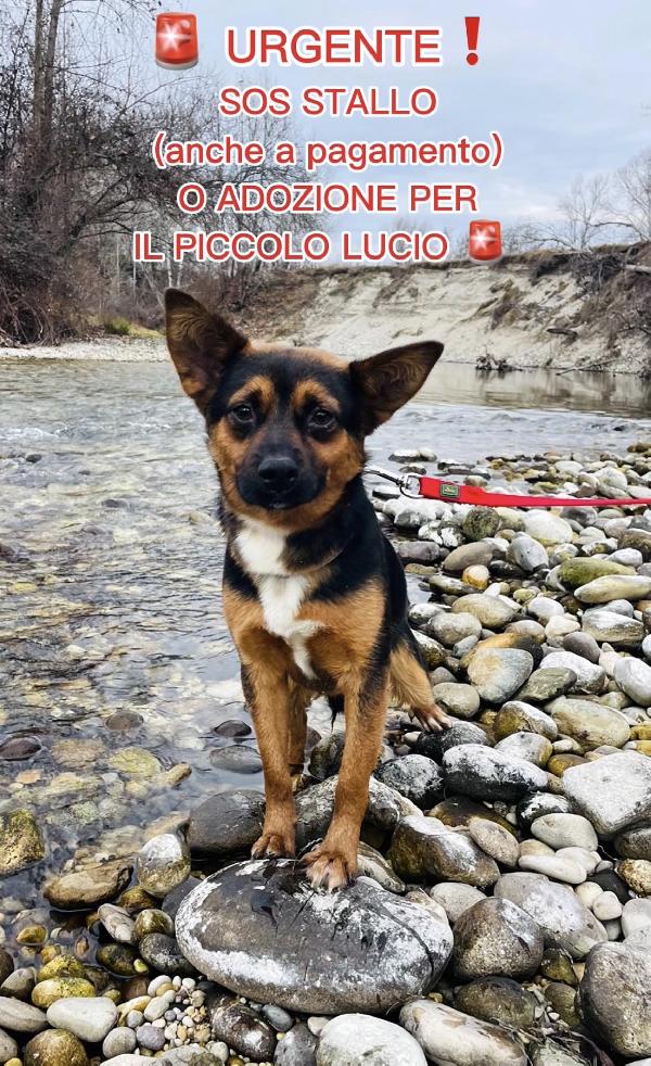 Sos Stallo (Anche A Pagamento) O Adozione Per Il Piccolo Lucio 🚨 