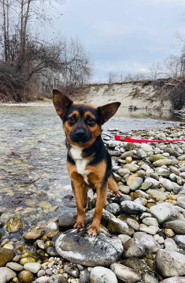 SOS STALLO (anche a pagamento) O ADOZIONE PER IL PICCOLO LUCIO 🚨  Foto 3