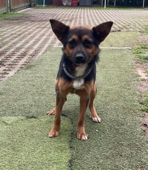 SOS STALLO (anche a pagamento) O ADOZIONE PER IL PICCOLO LUCIO 🚨  Foto 4