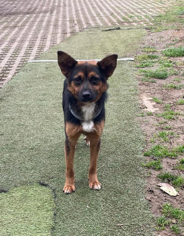 SOS STALLO (anche a pagamento) O ADOZIONE PER IL PICCOLO LUCIO 🚨  Foto 5