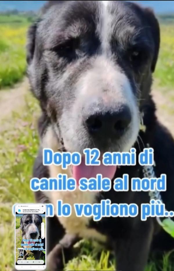 Geppetto anziano salito al nord e non voluto! ROMA Foto 3