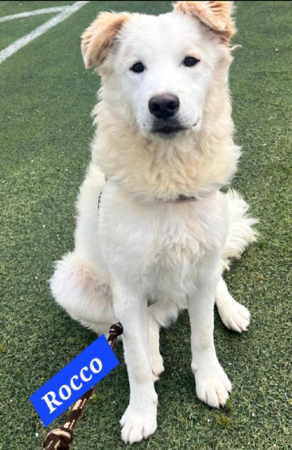 Rocco Bellissimo 18Mesi Da Salvare! Sicilia