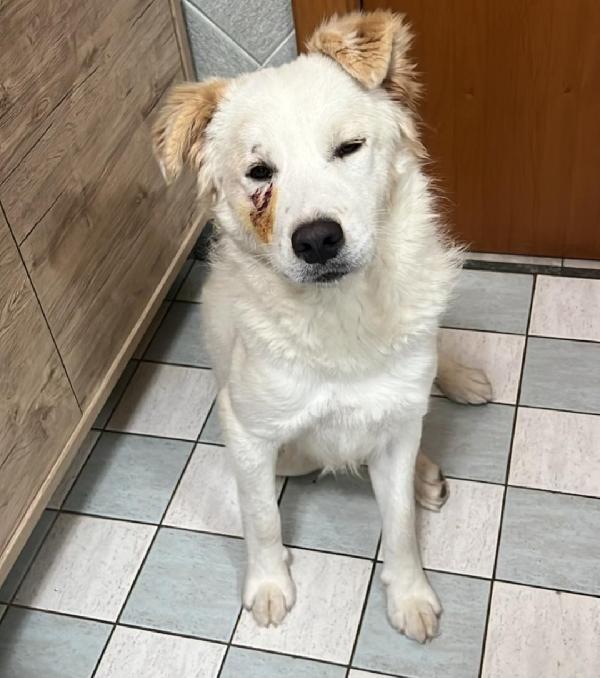 Rocco bellissimo 18mesi da salvare! SICILIA Foto 5