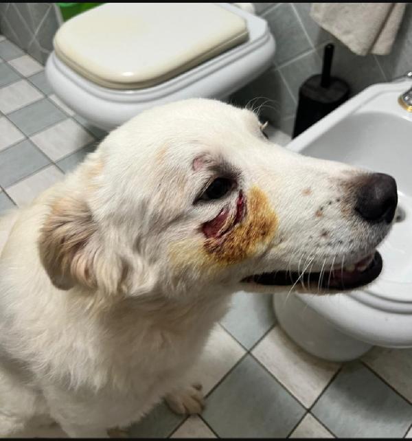 Rocco bellissimo 18mesi da salvare! SICILIA Foto 6