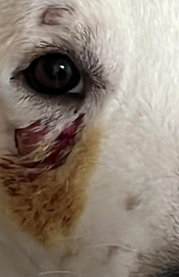 Rocco bellissimo 18mesi da salvare! SICILIA Foto 7