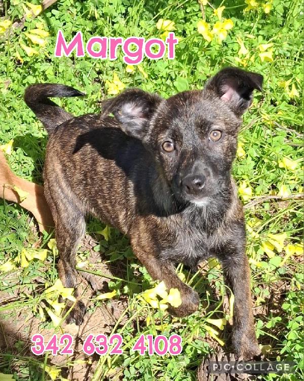 Margot, Una Dolcezza Di 3 Mesi