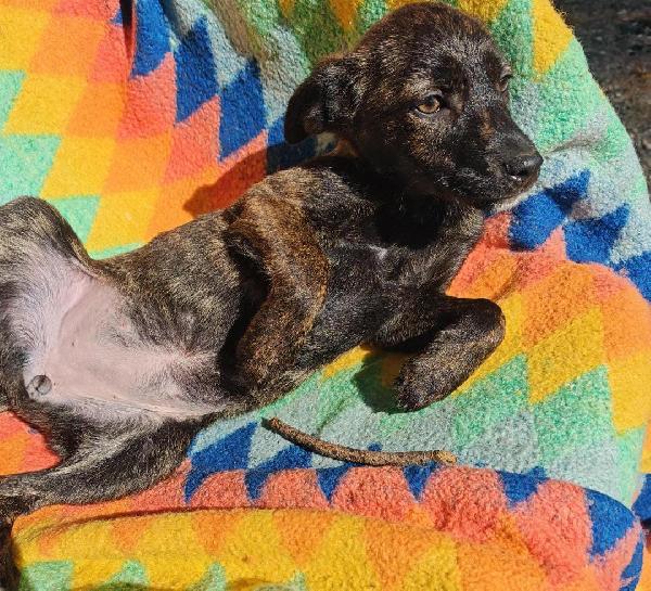 Margot, una dolcezza di 3 mesi Foto 2