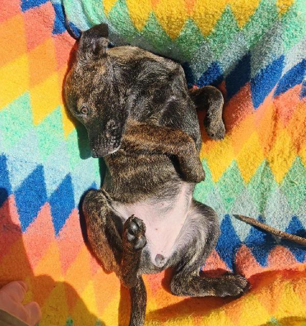 Margot, una dolcezza di 3 mesi Foto 3