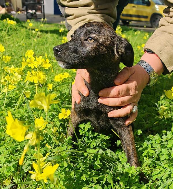 Margot, una dolcezza di 3 mesi Foto 5