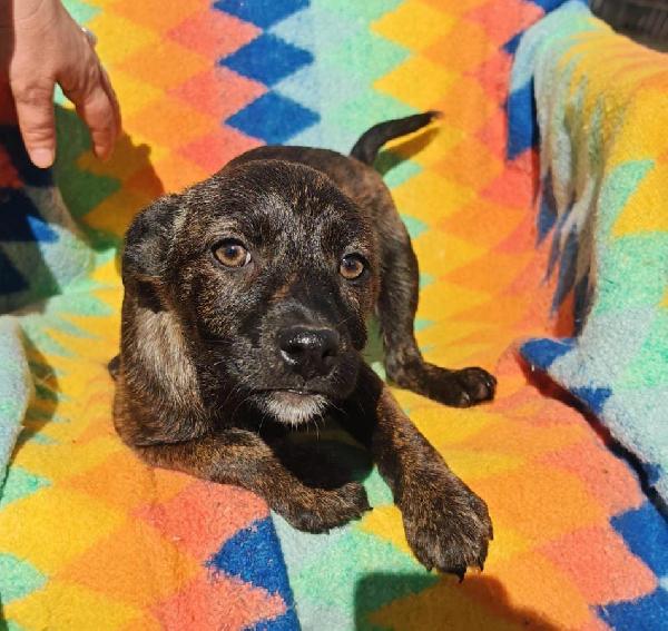 Margot, una dolcezza di 3 mesi Foto 6