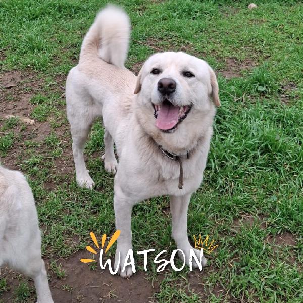 Watson ... Cerca Assieme A Sherlock La Mamma