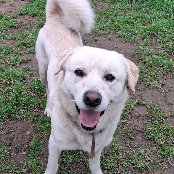 Watson ... Cerca assieme a Sherlock la mamma Foto 2