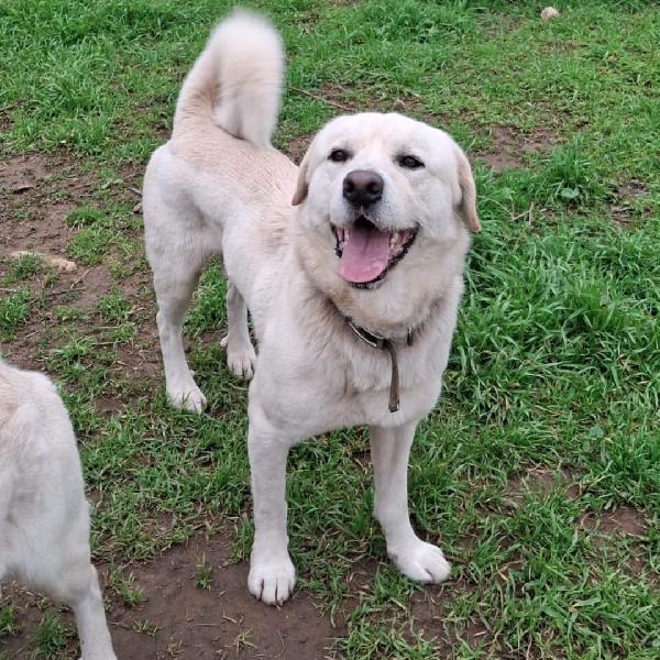 Watson ... Cerca assieme a Sherlock la mamma Foto 3