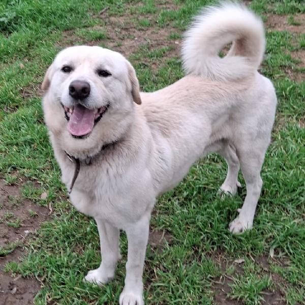 Watson ... Cerca assieme a Sherlock la mamma Foto 4