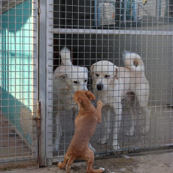 Watson ... Cerca assieme a Sherlock la mamma Foto 5