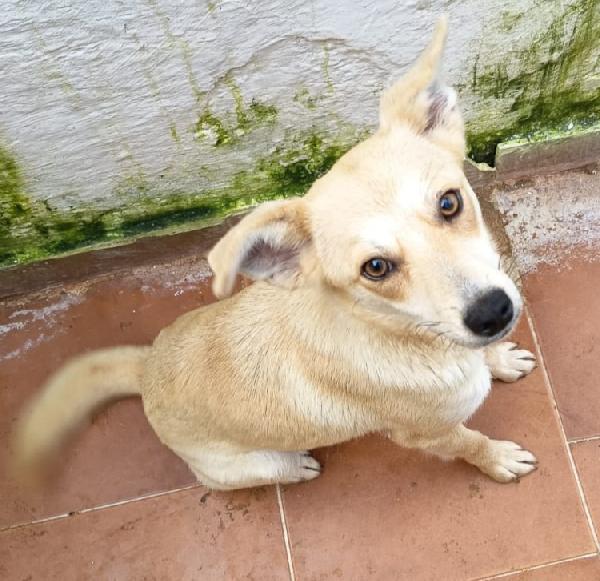 Briciola Taglia Piccola 