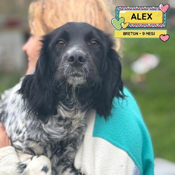 Alex - Epagneul Breton 9 Mesi Cerca Casa - In Adozione 