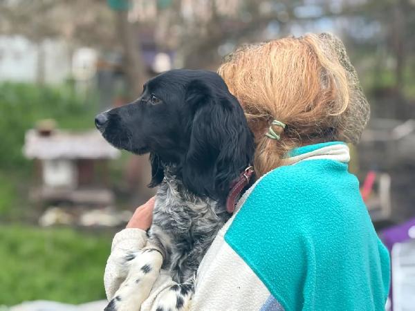 ALEX - epagneul breton 9 mesi cerca casa - in adozione  Foto 2