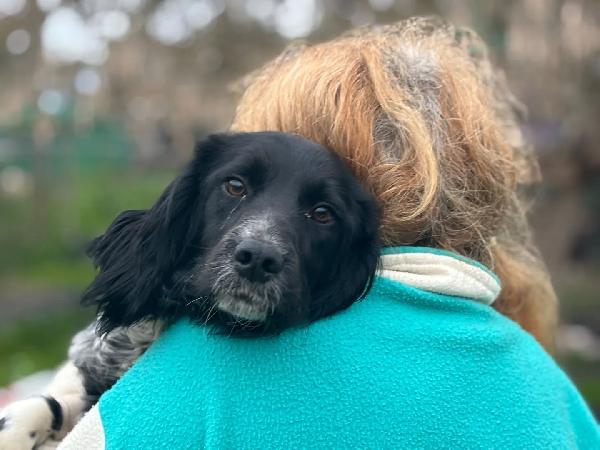 ALEX - epagneul breton 9 mesi cerca casa - in adozione  Foto 3