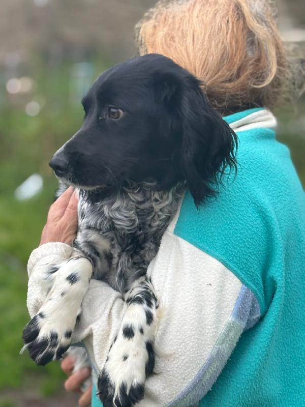 ALEX - epagneul breton 9 mesi cerca casa - in adozione  Foto 4