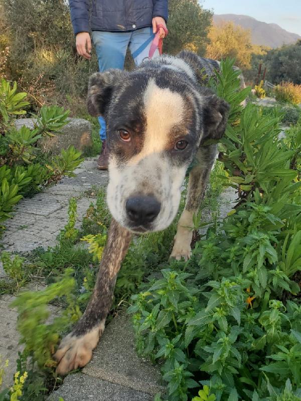 CUCCIOLONE OTIS Foto 2